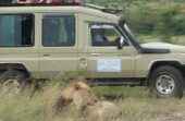 Masai mara Land Cruiser game drive