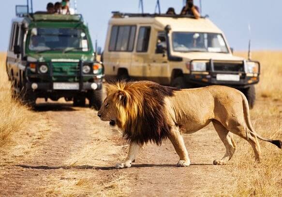 Best Kenya safari Packages