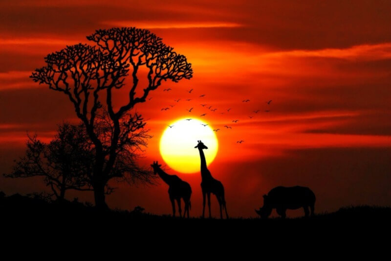 African Safari Kenya