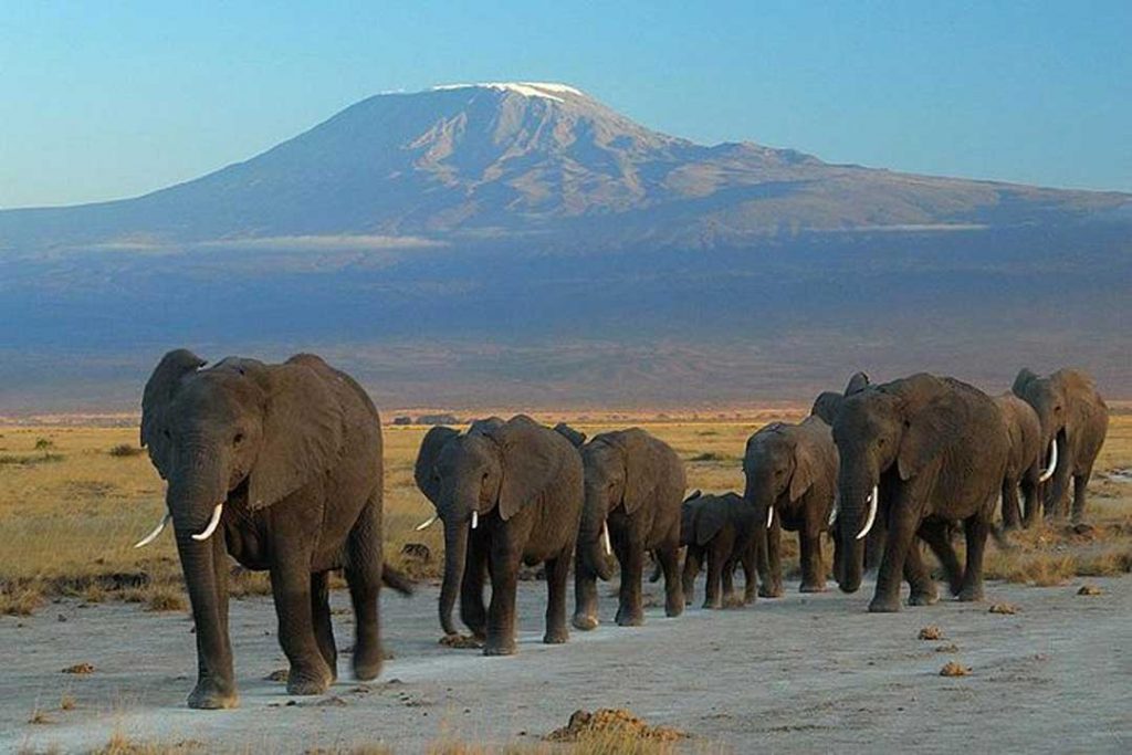 Amboseli-Safari-Packages
