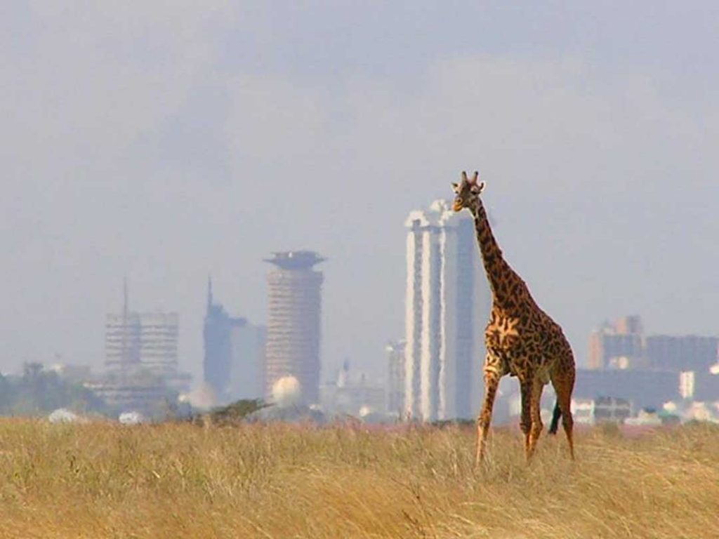 Nairobi-National-Park-Safaris