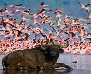 The Best Car Hire Company in Nakuru - Bamm Tours