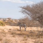 Northern-Kenya-Animals