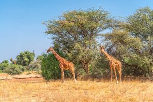 Reticulated-Girraffe-chalbi-safari
