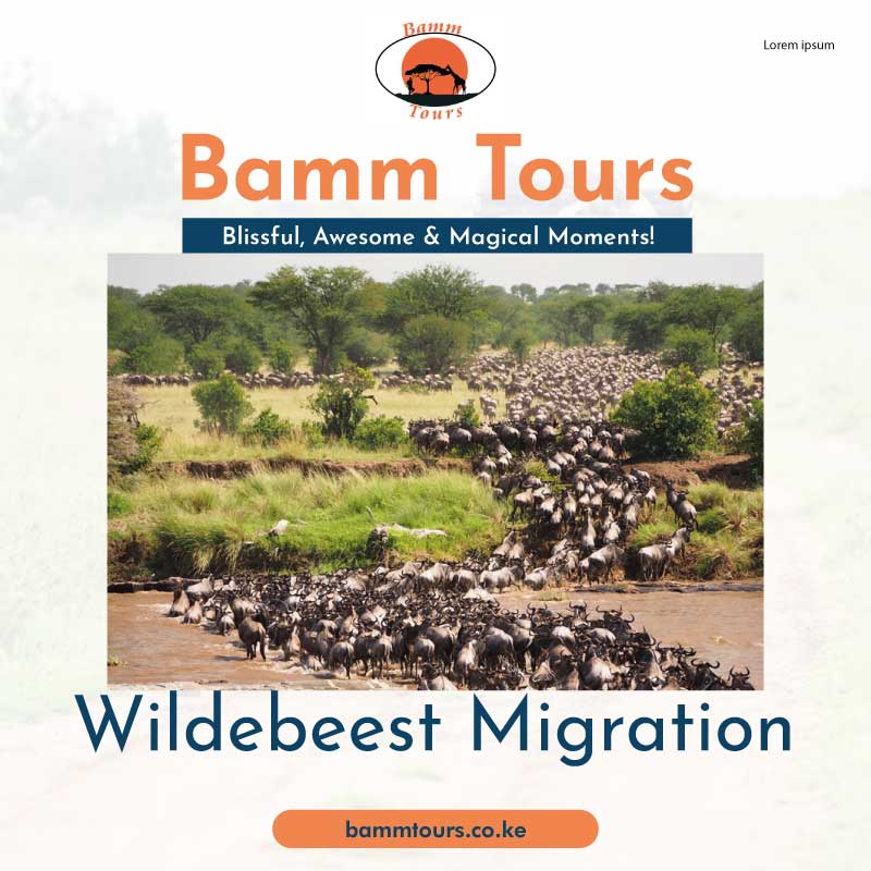 Great-Wildebeest-Migration-Safari-Packages-Kenya