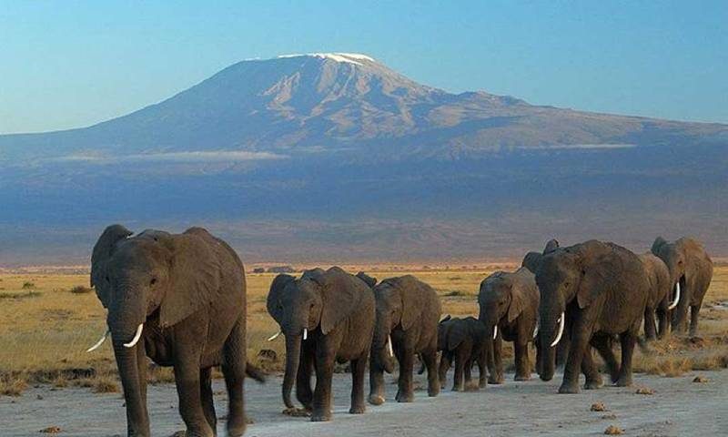 Best-Amboseli-Tour-Safari-Packages