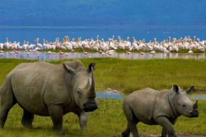 Best-Lake-Nakuru-Tour-Safari-Packages