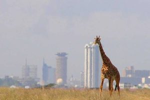 Best-Nairobi-National-Park-Tour-Safaris