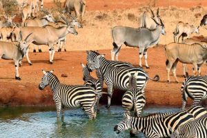 Best-Tsavo-Tour-Safari-Packages
