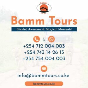 Get In Touch - Call To Action - Bamm Tours Contacts Us